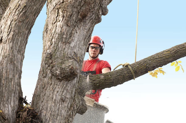 4 Reasons Why You Should Never Try to Remove a Tree Yourself