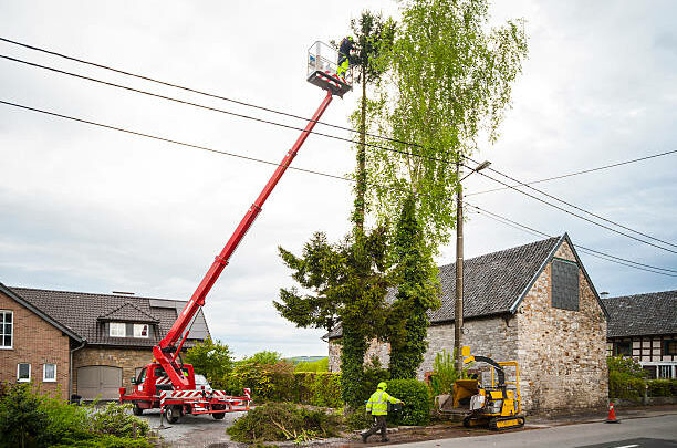 Understanding the Importance of Professional Tree Removal